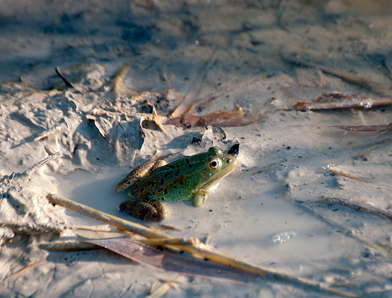 Rane siciliane - Pelophylax sp.